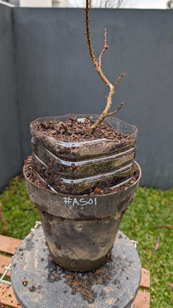 Acer Shishigashira #AS1