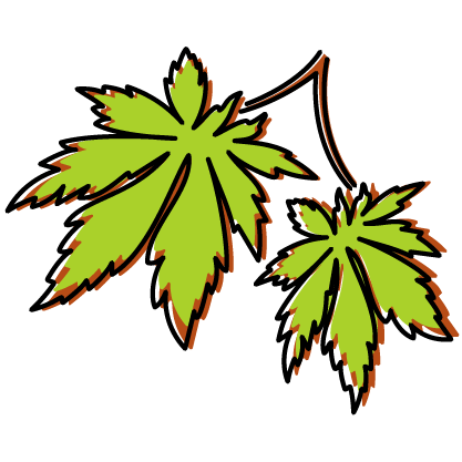 Acer yamamomiji thumbnail