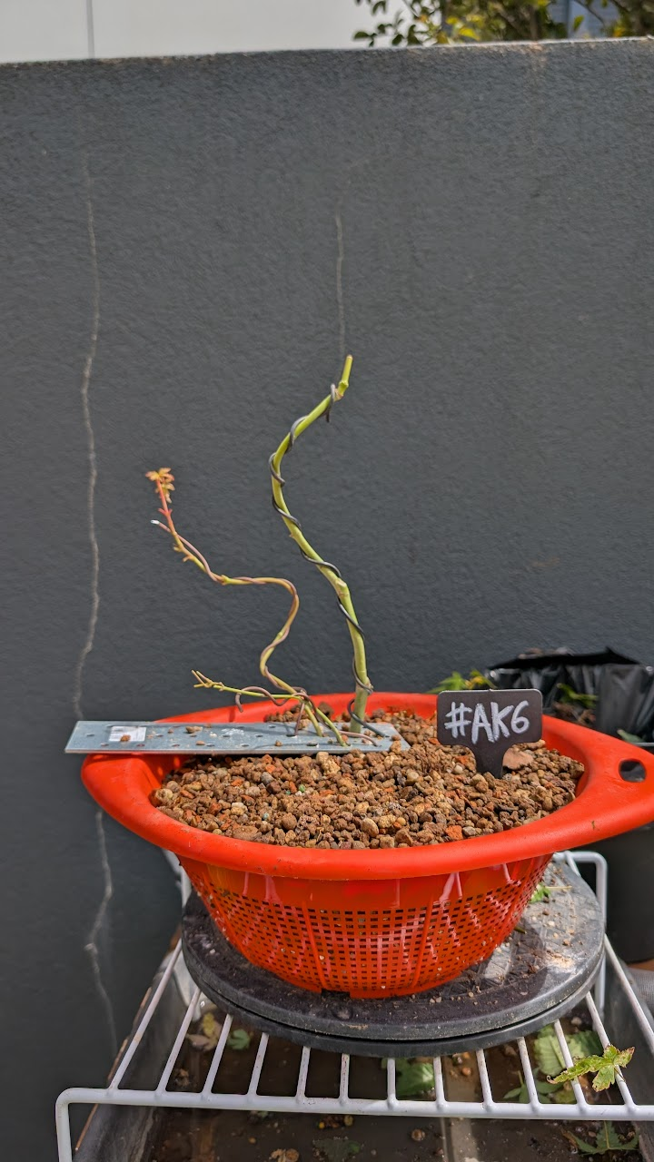 Acer Katsura #AK6