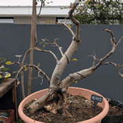 #HB0005 latest image