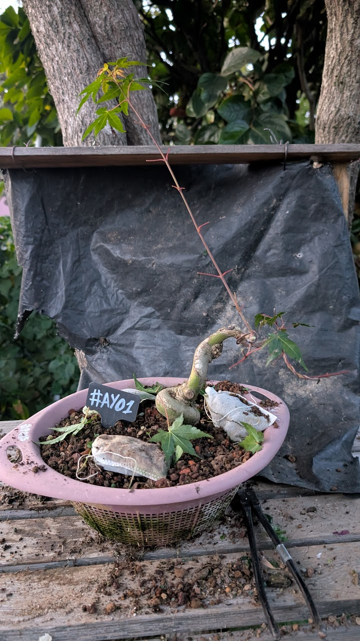 Acer yamamomiji #AY1