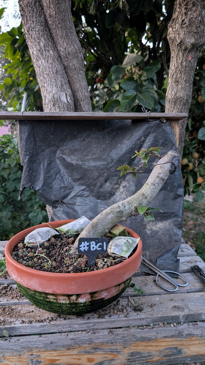 European Beech  #BC01