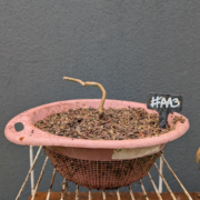 #AA0003 latest image