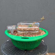 #AS0006 latest image