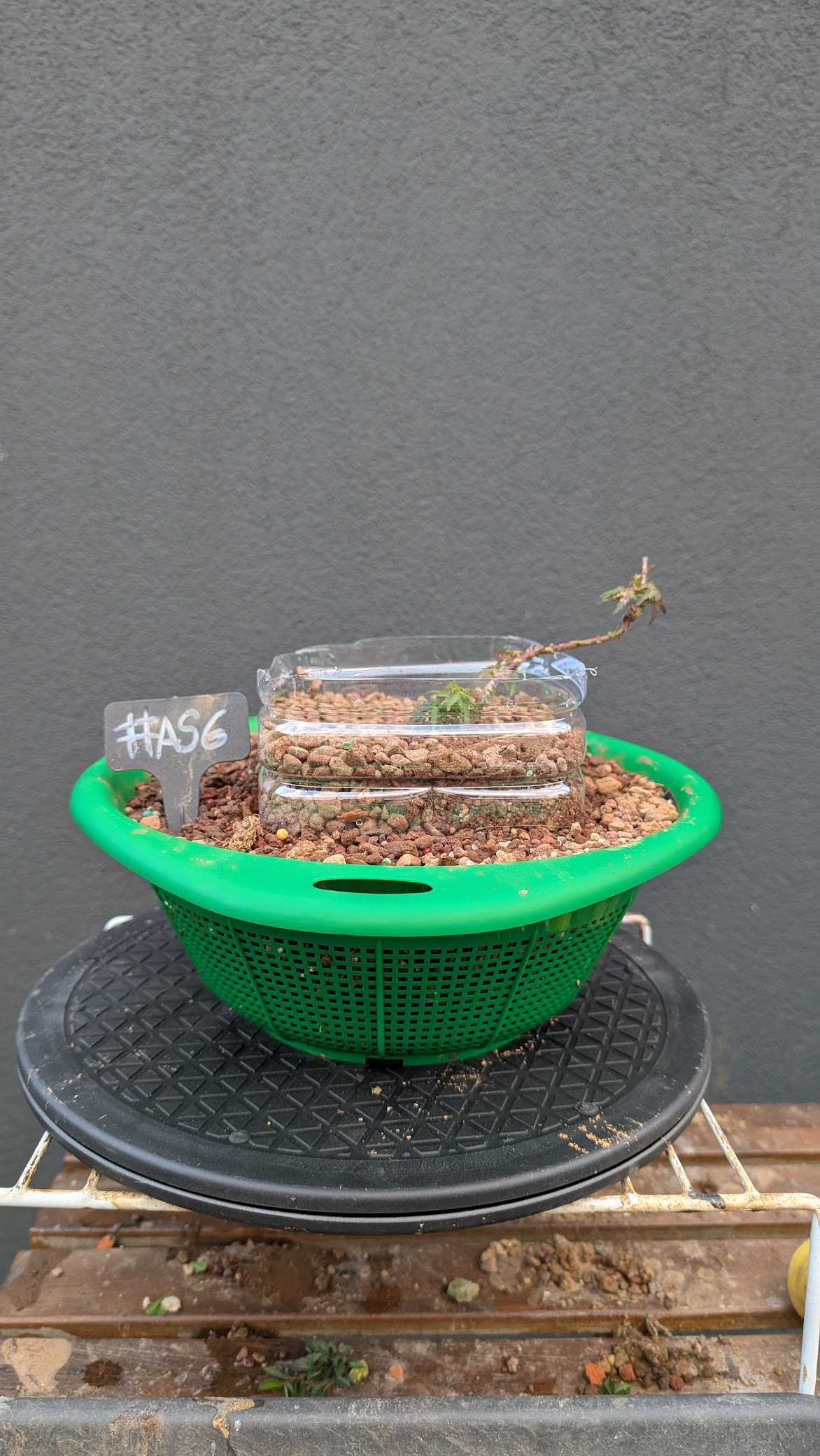 Acer Shishigashira #AS6