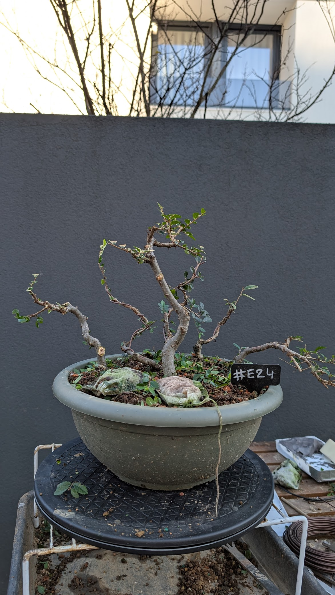 Chinese Elm forest #E24