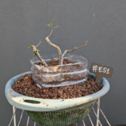 #ES0001 latest image