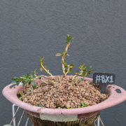 #BX0001 latest image