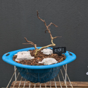 #AN0001 latest image