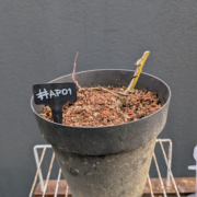 #AP0001 latest image