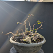 #AC0004 latest image