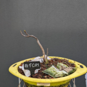 #FC0001 latest image