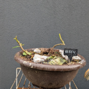 #FC0004 latest image