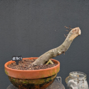 #BC0001 latest image