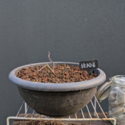 #AD0006 latest image