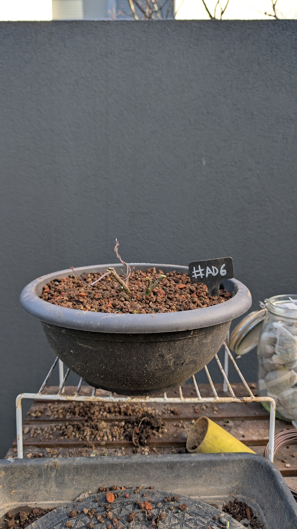 Acer Orange Dream #AD6