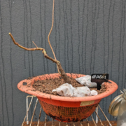 #AG0001 latest image