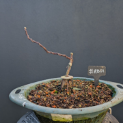 #AB0001 latest image