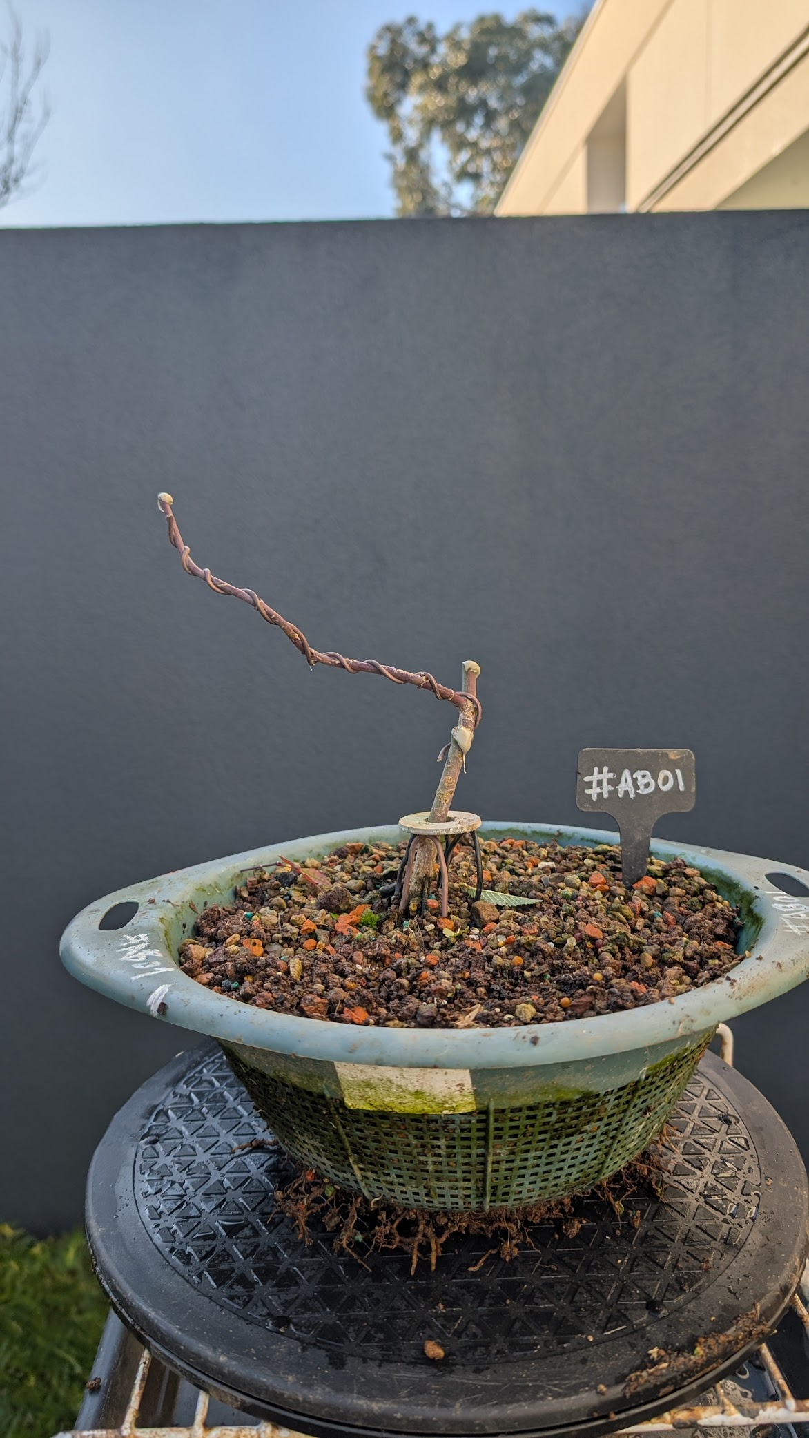 Acer Beni-Maiko #AB1