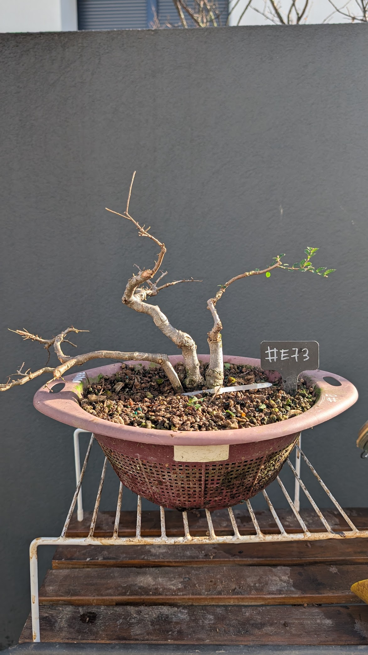Chinese Elm #E73