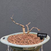 #PG0002 latest image