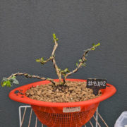 #BX0002 latest image