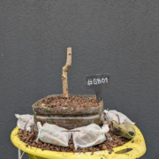 #GB0001 latest image