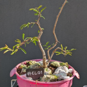 #CL0001 latest image