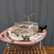 #AD0003 latest image