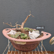 #AT0012 latest image