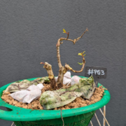 #PG0003 latest image