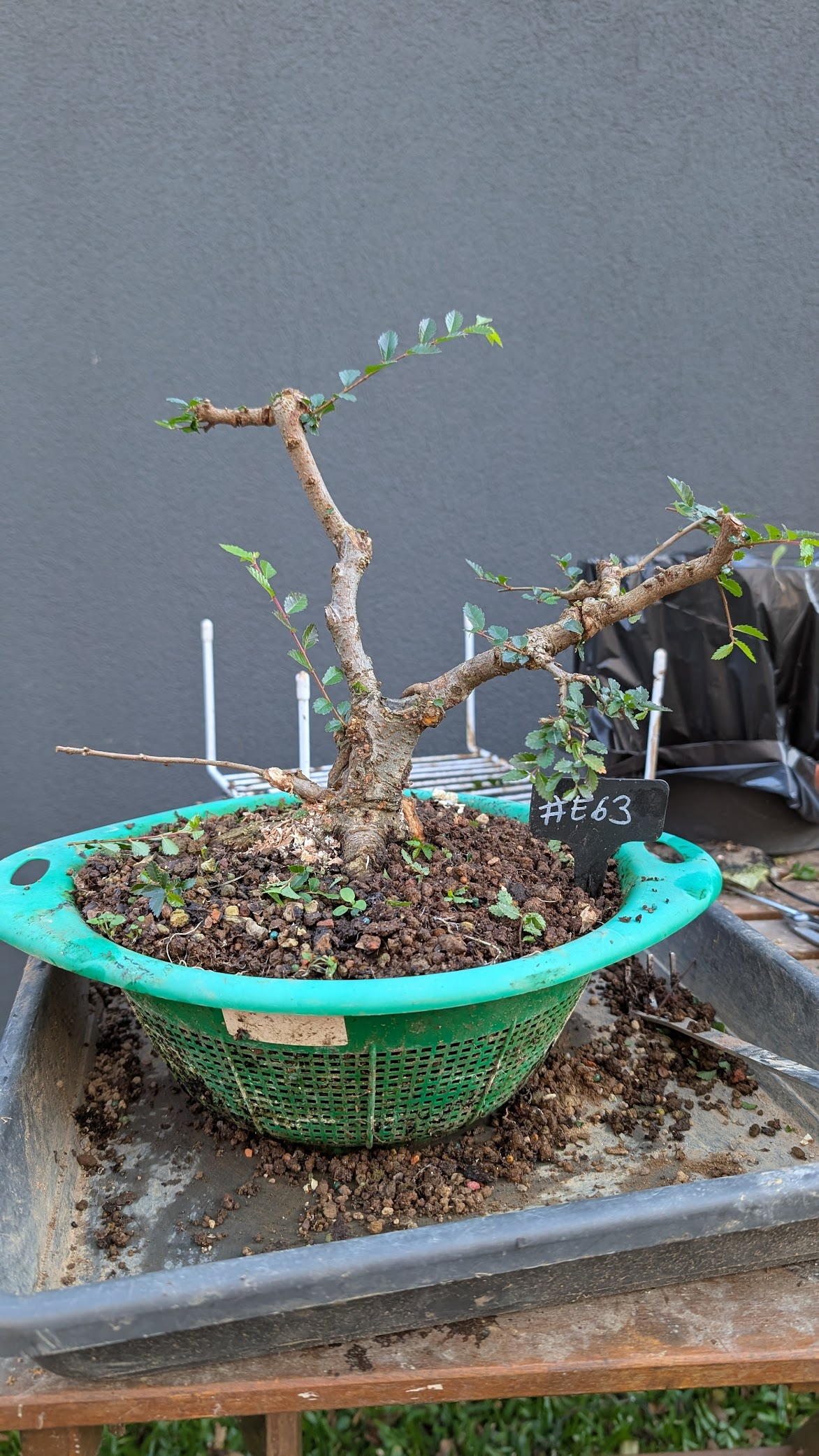 Chinese Elm #E063