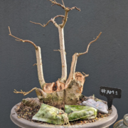 #AM0001 latest image