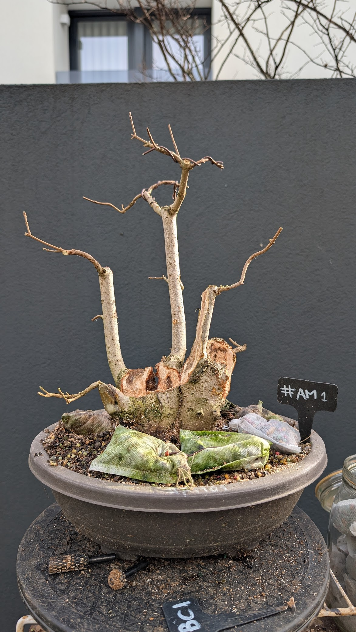 Acer Montpelier #AM01