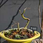 #AY0002 latest image