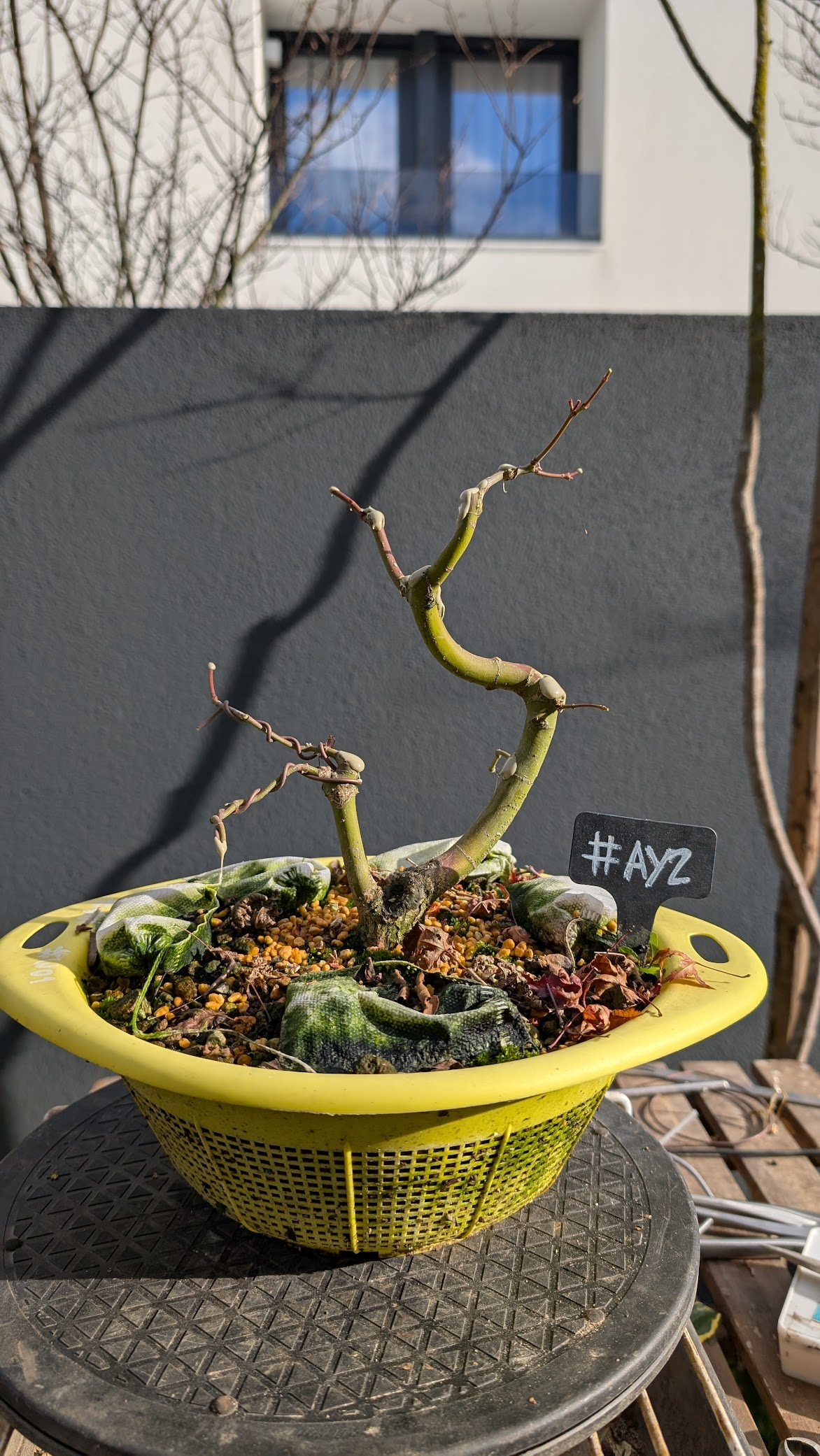 Acer Yamamomiji #AY2