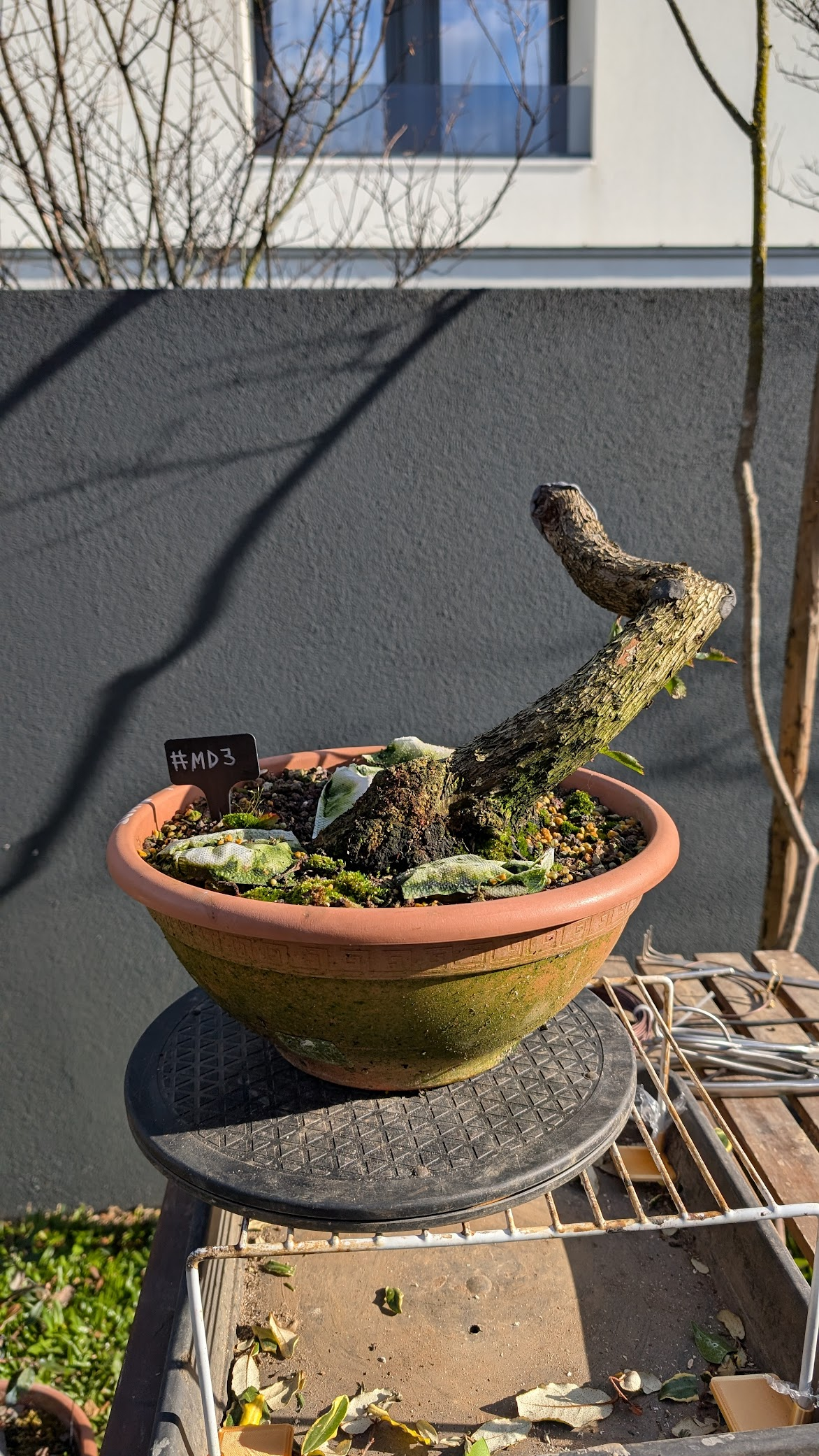 Strawberry Tree #MD03