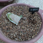 #AY0004 latest image