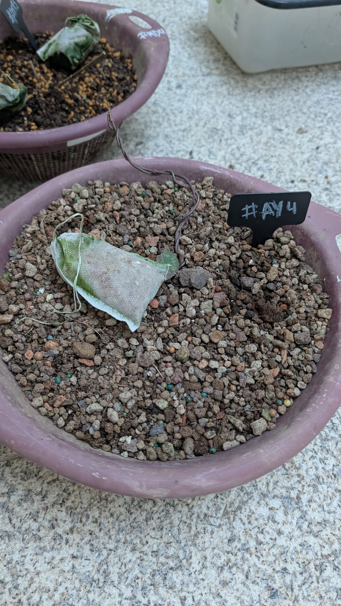 Acer Yamamomiji #AY4