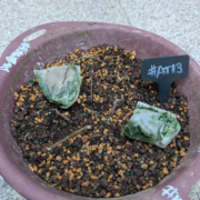 #AT0013 latest image