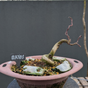 #AY0001 latest image