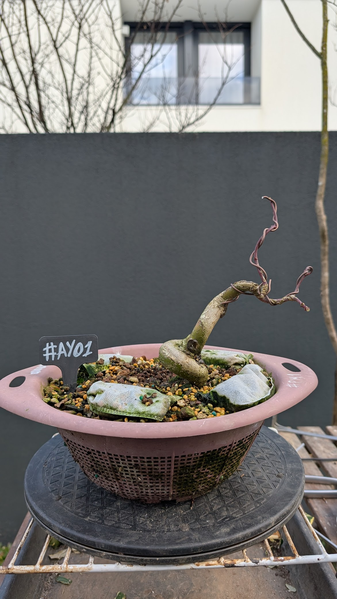 Acer yamamomiji #AY1