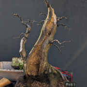 #HB0007 latest image