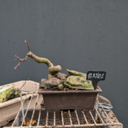 #AY0001 latest image