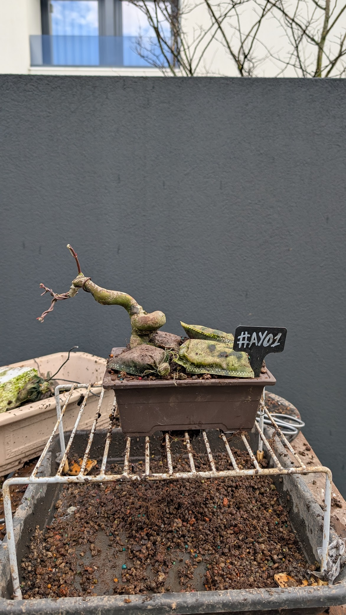 Acer yamamomiji #AY1