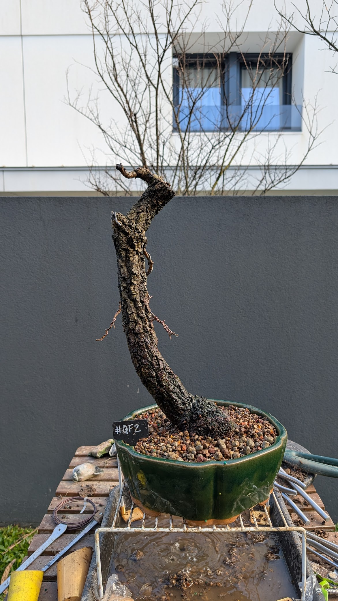 Portuguese Oak #QF02