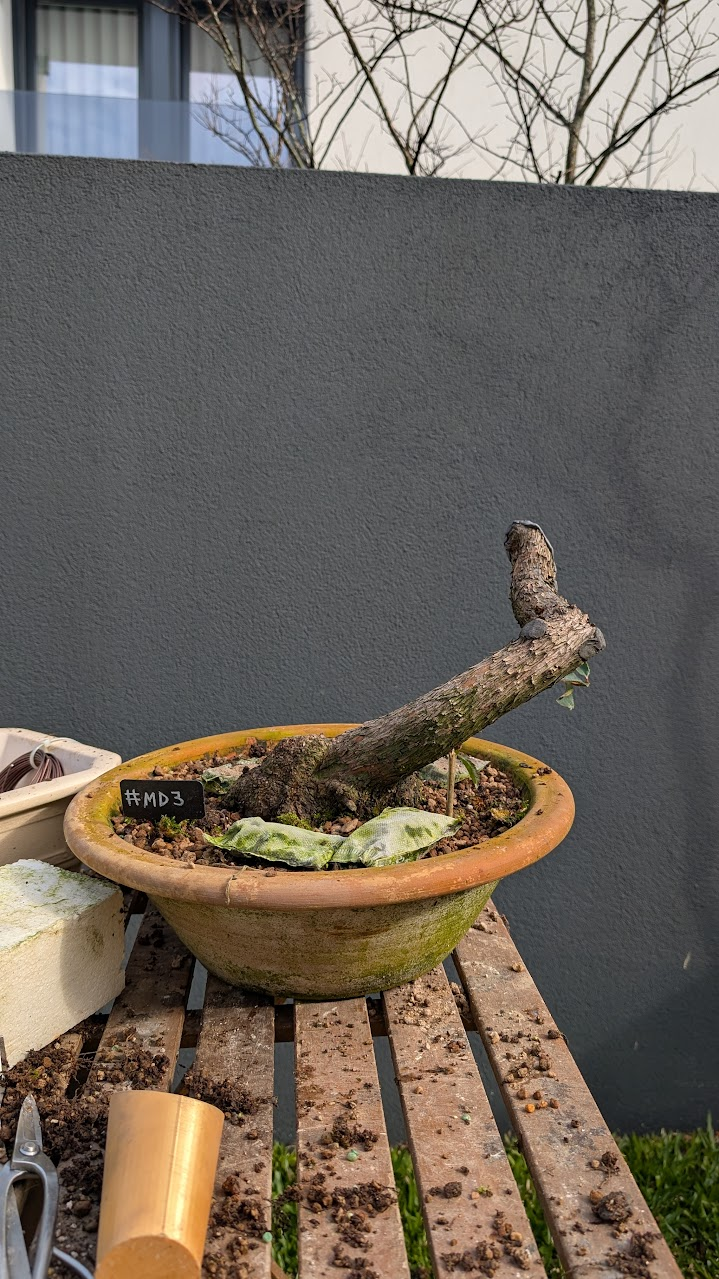 Strawberry Tree #MD03