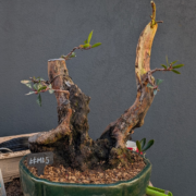 #MD0005 latest image