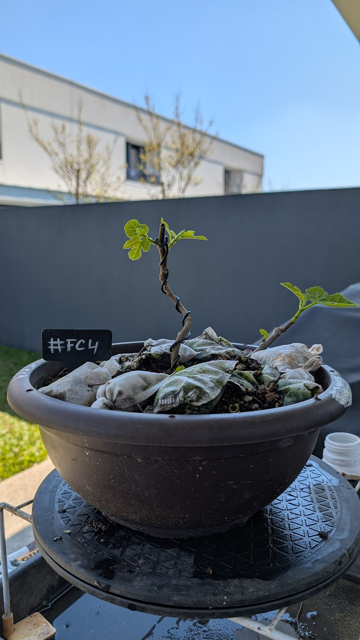 Ficus Carica #FC4