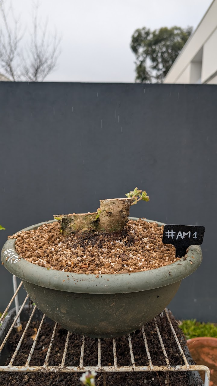 Acer Montpelier #AM01